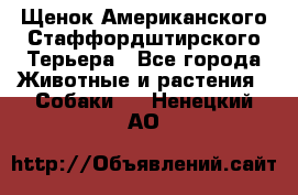 Щенок Американского Стаффордштирского Терьера - Все города Животные и растения » Собаки   . Ненецкий АО